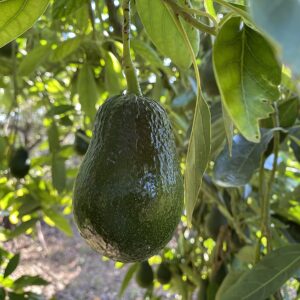 aguacates-300x300 Alimentos saludables