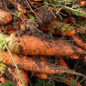 carrot-vegetable-garden-plant-vegetables-300x300 Alimentos saludables